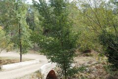 Ulmus minor_Joaquim Reberte