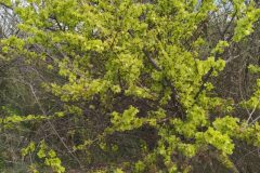 Ulmus minor_Merce Vallicrosa CC BY-NC