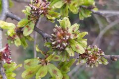 Ulmus minor_Merce Vallicrosa CC BY-NC