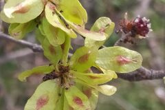Ulmus minor_Merce Vallicrosa CC BY-NC