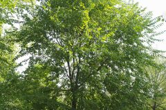 Ulmus pumila_Joaquim Reberte