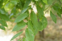 Ulmus pumila_Joaquim Reberte