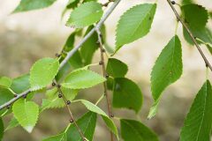 Ulmus pumila_Joaquim Reberte