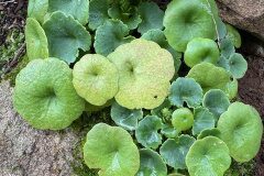 Umbilicus rupestris_Andres Tello