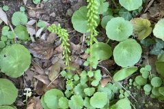 Umbilicus rupestris_Begona Travy CC BY-NC