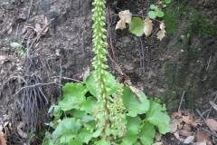 Umbilicus rupestris_Jordi Puyuelo