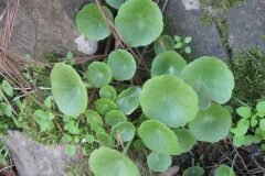 Umbilicus rupestris_Jordi Puyuelo