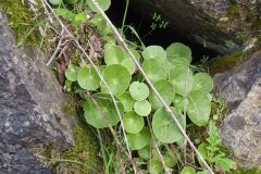 Umbilicus rupestris_Katarzyna Zarnowiec CC BY-SA