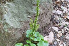 Umbilicus rupestris_Merce Vallicrosa CC BY-NC