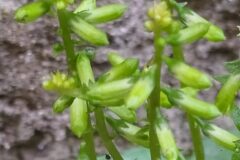 Umbilicus rupestris_Merce Vallicrosa CC BY-NC