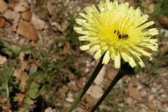 Urospermum dalechampii_Anna Manich