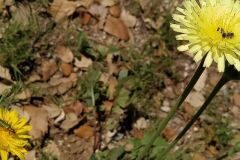 Urospermum dalechampii_Anna Manich