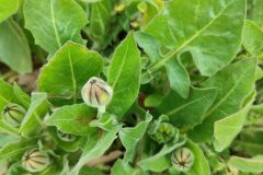 Urospermum dalechampii_Carles Ibarria CC BY-NC