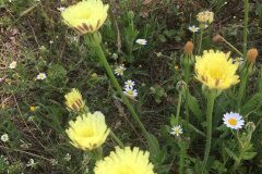 Urospermum dalechampii_Gloria Ribes CC BY-NC