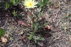 Urospermum dalechampii_Joanjo Garcia CC BY-NC