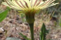 Urospermum dalechampii_Joanjo Garcia CC BY-NC