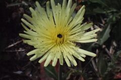 Urospermum dalechampii_Joanjo Garcia CC BY-NC