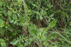 Urospermum dalechampii_Katarzyna Zarnowiec CC BY-SA