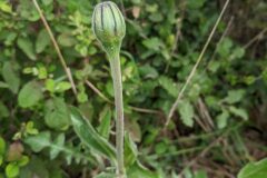 Urospermum dalechampii_Katarzyna Zarnowiec CC BY-SA