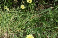 Urospermum dalechampii_Katarzyna Zarnowiec CC BY-SA