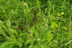 Urospermum dalechampii_Merce Vallicrosa CC BY-NC