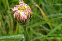 Urospermum dalechampii_Merce Vallicrosa CC BY-NC