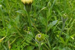 Urospermum dalechampii_Merce Vallicrosa CC BY-NC