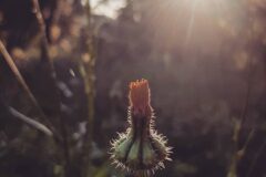 Urospermum picroides_Diana Gali