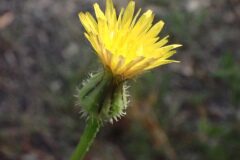 Urospermum picroides_Joanjo Garcia CC BY-NC