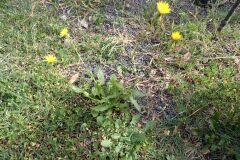 Urospermum picroides_Joanjo Garcia CC BY-NC