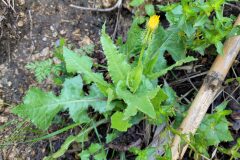 Urospermum picroides_Jordi Bassols CC BY-NC SA