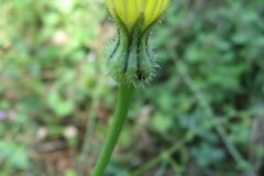 Urospermum picroides_Jordi Puyuelo