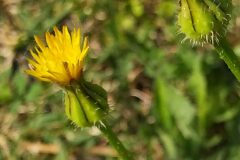 Urospermum picroides_Merce Vallicrosa CC BY-NC