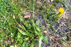 Urospermum picroides_Merce Vallicrosa CC BY-NC