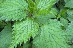 Urtica dioica dioica_Andres Tello