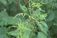 Urtica dioica dioica_Jordi Puyuelo
