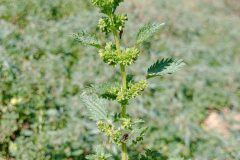 Urtica urens_Josep Llovera CC BY-NC