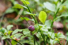 Vaccinium myrtillus_Joaquim Reberte