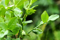 Vaccinium myrtillus_Joaquim Reberte