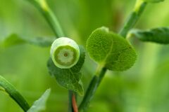 Vaccinium myrtillus_Joaquim Reberte