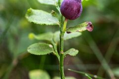 Vaccinium myrtillus_Joaquim Reberte