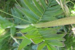 Valeriana officinalis_Jordi Puyuelo