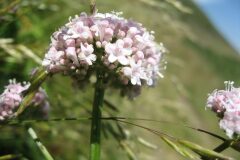 Valeriana officinalis_Jordi Puyuelo