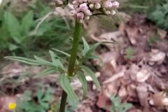 Valeriana officinalis_Merce Vallicrosa CC BY-NC