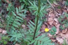 Valeriana officinalis_Merce Vallicrosa CC BY-NC