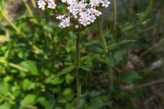 Valeriana tripteris tripteris_Merce Vallicrosa CC BY-NC