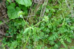 Valerianella locusta locusta_Josep Llovera CC BY-NC
