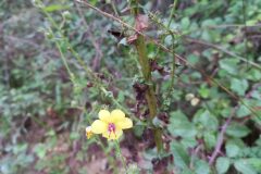 Verbascum blattaria_Jaume Marti CC BY-NC