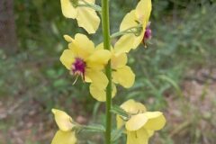 Verbascum blattaria_Jordi Espar CC BY