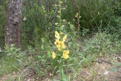 Verbascum blattaria_Jordi Espar CC BY